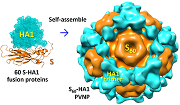 The self-formation of the S60-HA1 PVNPs.